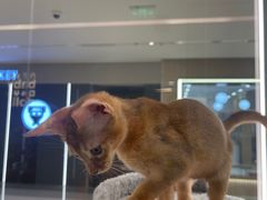 -babydoll猫舍·米努特·德文·缅因(久光中心店)