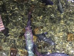 -暹罗海洋世界