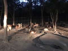 -清迈夜间动物园