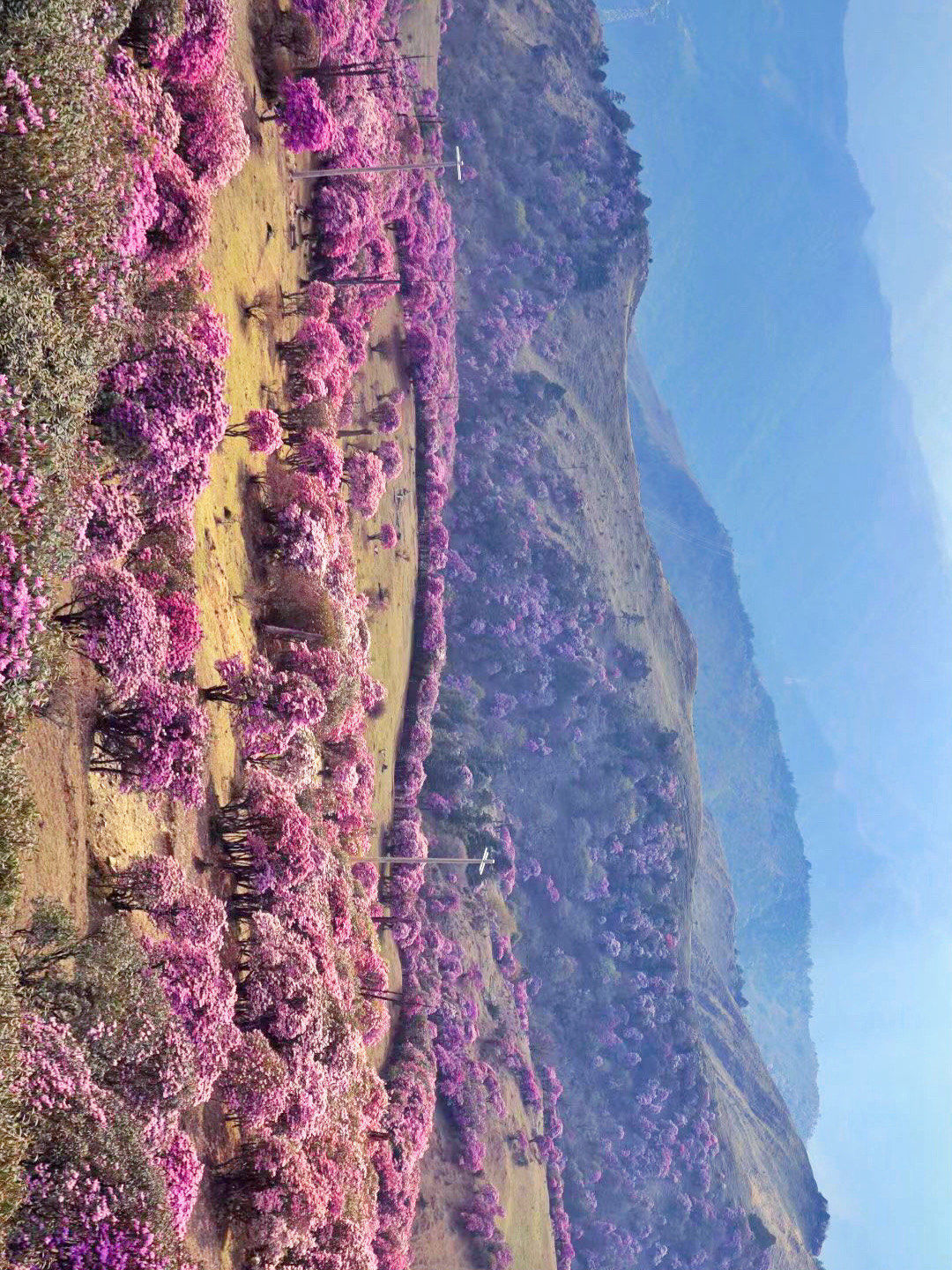 云南的的高山杜鹃也美得太不像话了吧!