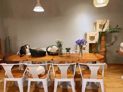 -Cappucimeow猫咪咖啡馆(韦伯时代店)