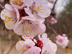 -北京鹫峰国家森林公园