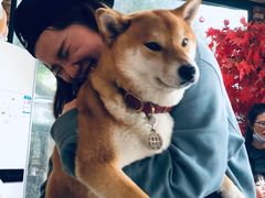 -柴犬高等学院·狗咖·柴犬售卖·宠物训练