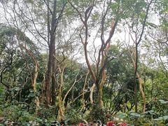 -云溪植物园