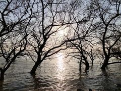 -宝安西湾红树林湿地公园