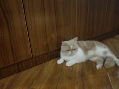 -喵园·猫主题咖啡厅·撸猫·猫咖(国贸店)