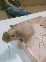 -Moni星球萌宠·小马宝莉·灵蛇·高端高阶全萌宠互动体验俱乐部(红豆国际广场店)
