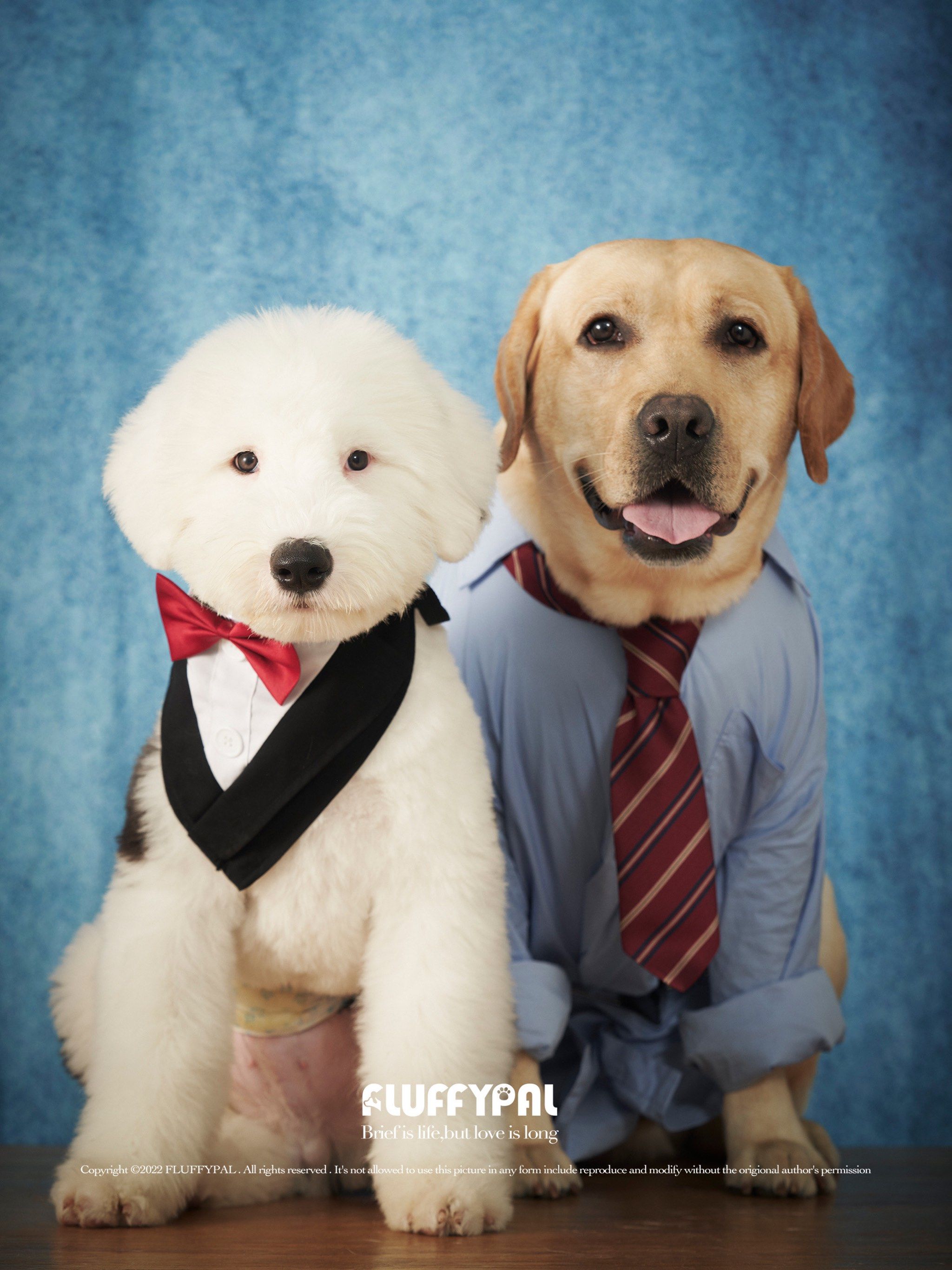 给毛孩子拍了一组班味儿十足的照片