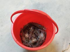 -会江钓鱼钓虾烧烤场