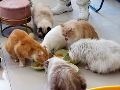 -平行世界·猫咖(首经贸店)