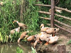 -田园东方蜜桃村的田野营地