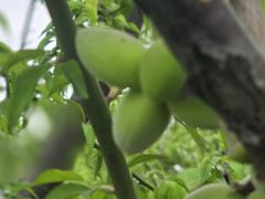 -太平天国侍王府