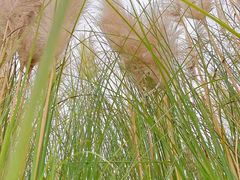 -中国天府农业博览园