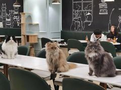-安格丽娜·狗咖·猫咖羊驼咖(春熙路百盛商场店)