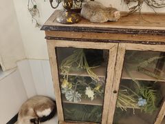 -共舞时光猫咖·狗咖(新街口店)