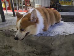 -小梁哥云吞面(黄贝岭店)