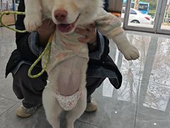 -艾贝尔宠物医院·宠保定点·超声绝育·免疫点(樱花路店)