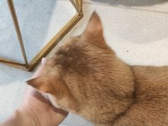 -藏猫猫咖啡主题馆(中央大道店)