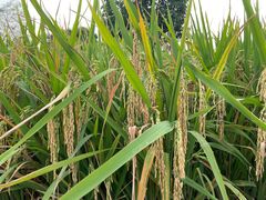 -中国天府农业博览园