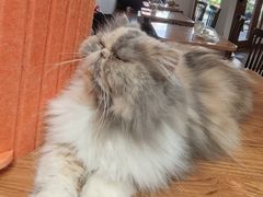 -有猫主题·治愈系猫咖(曾厝垵店)