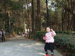 -铁山坪森林公园