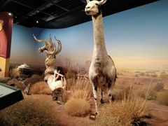 -陕西自然博物馆