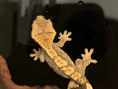 -酷以爬仙阁实体爬宠店·守宫·蜥蜴·专业繁育