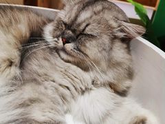 -藏猫猫咖啡主题馆(中央大道店)