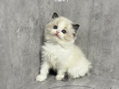 -小猫来了·猫舍(红山六九七九店)