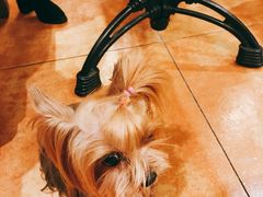 -more than meow吴止猫主题餐厅(承德 中船汇店)