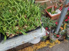 -金陵花卉交易市场