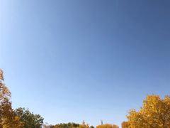 -金塔沙漠胡杨林景区