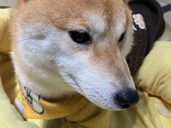 -逗柴咖啡屋·狗咖猫咖宠物桌游