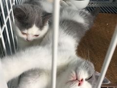 -喵的天空名猫咖啡馆·撸猫·猫舍·用品