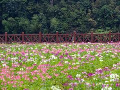 -广州市石门国家森林公园