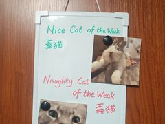 -楼上猫咖(罗湖店)