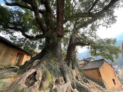 -杨家堂村