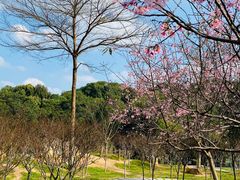 -广州市帽峰山景区
