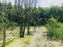 -西湖风景区-江洋畈生态公园