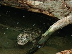 -上海动物园(地铁站)