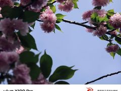 -顾村公园