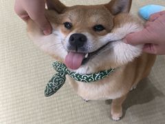 -逗柴咖啡屋·狗咖猫咖宠物桌游