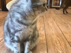 -more than meow吴止猫主题餐厅(承德 中船汇店)