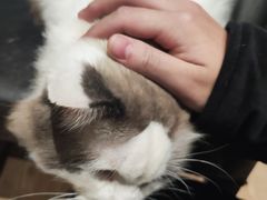 -猫色咖啡·猫咖