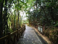 -广州市流溪河国家森林公园