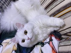 -宠爱国际动物医院· 猫科· 外科·中兽医(长白店)