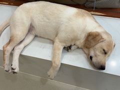 -共舞时光猫咖·狗咖(新街口店)