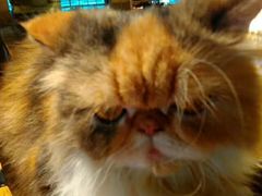 -more than meow吴止猫主题餐厅(承德 中船汇店)