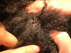 -百好乐宠物友好餐厅(朝外大街店)