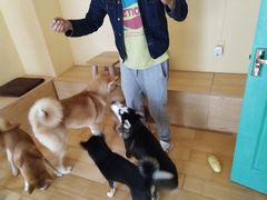 -喜柴咖啡·柴犬狗咖
